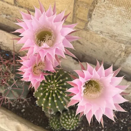 Little Stone House *