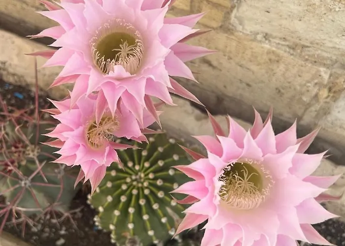 Little Stone House *