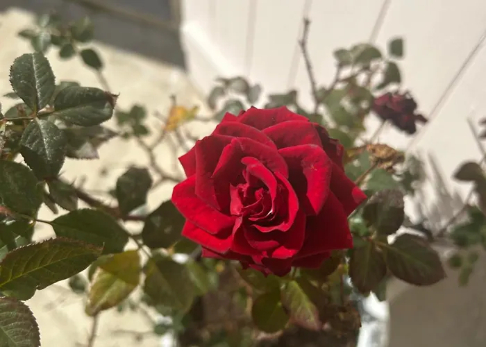 アパート Little Stone House Lymbia